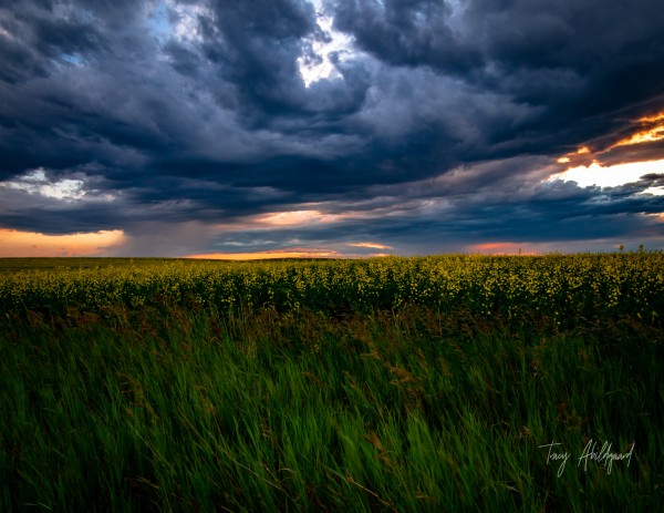 Storm Sunset Over Canola Hi Res   A3 by Tracy Abildgaard